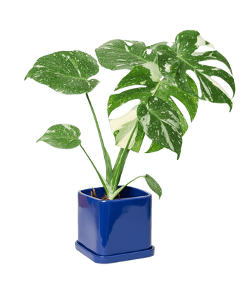 Svek Ceramic Pot And Saucer With Drainage Hole - Chive US Wholesale