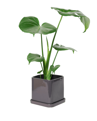 Svek Ceramic Pot And Saucer With Drainage Hole - Chive US Wholesale