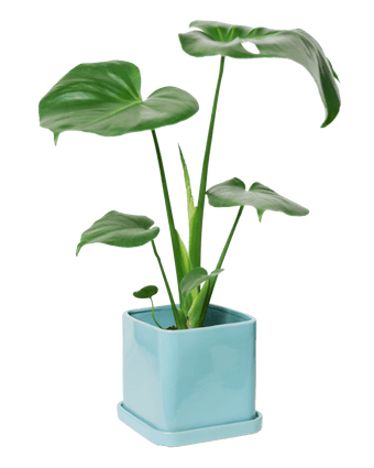 Svek Ceramic Pot And Saucer With Drainage Hole - Chive US Wholesale
