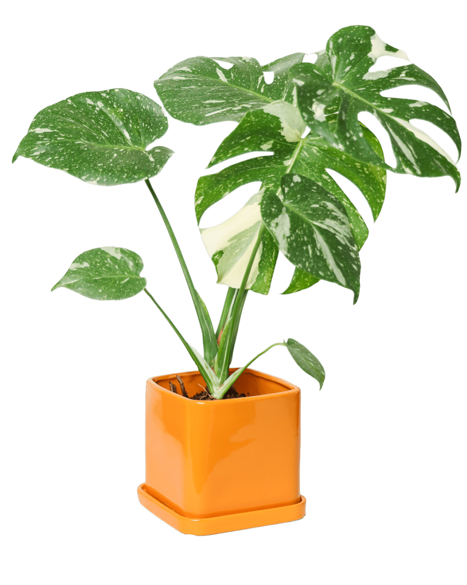 Svek Ceramic Pot And Saucer With Drainage Hole - Chive US Wholesale