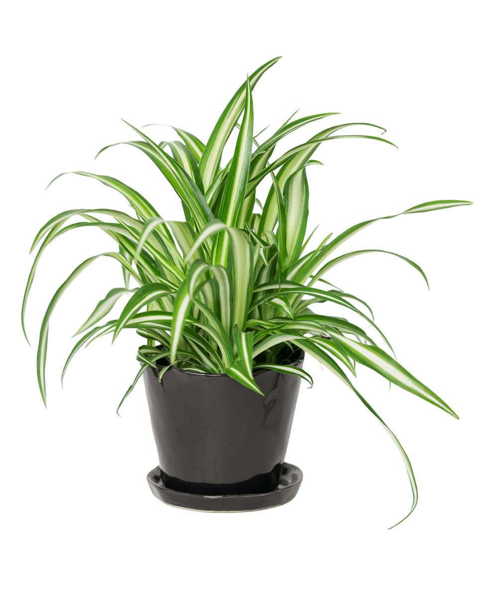 Tika Ceramic Pot & Saucer Set With Drainage - Chive US Wholesale