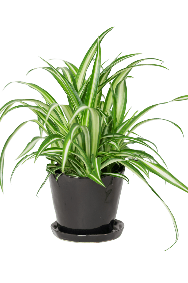 Tika Ceramic Pot & Saucer Set With Drainage - Chive US Wholesale