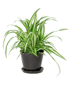 Tika Ceramic Pot & Saucer Set With Drainage - Chive US Wholesale