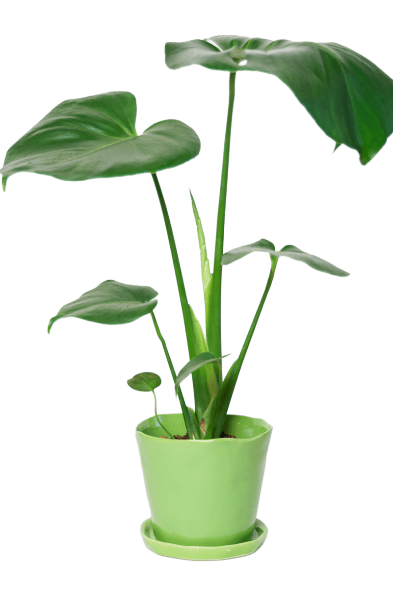 Tika Ceramic Pot & Saucer Set With Drainage - Chive US Wholesale