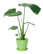 Tika Ceramic Pot & Saucer Set With Drainage - Chive US Wholesale