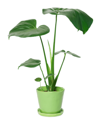 Tika Pot & Saucer | 5 inch - Chive US Wholesale