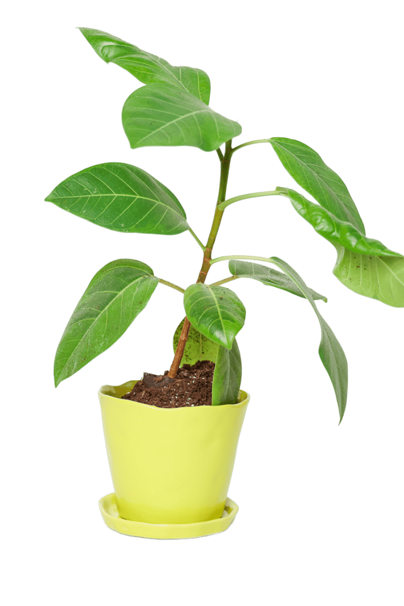 Tika Ceramic Pot & Saucer Set With Drainage - Chive US Wholesale