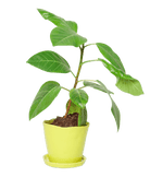 Tika Ceramic Pot & Saucer Set With Drainage - Chive US Wholesale