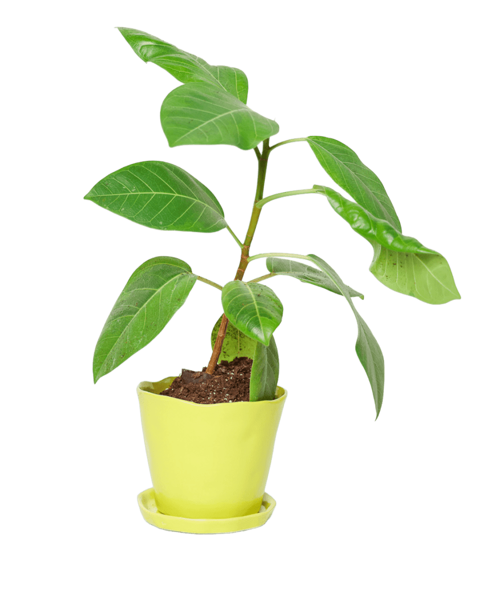 Tika Pot & Saucer | 5 inch - Chive US Wholesale