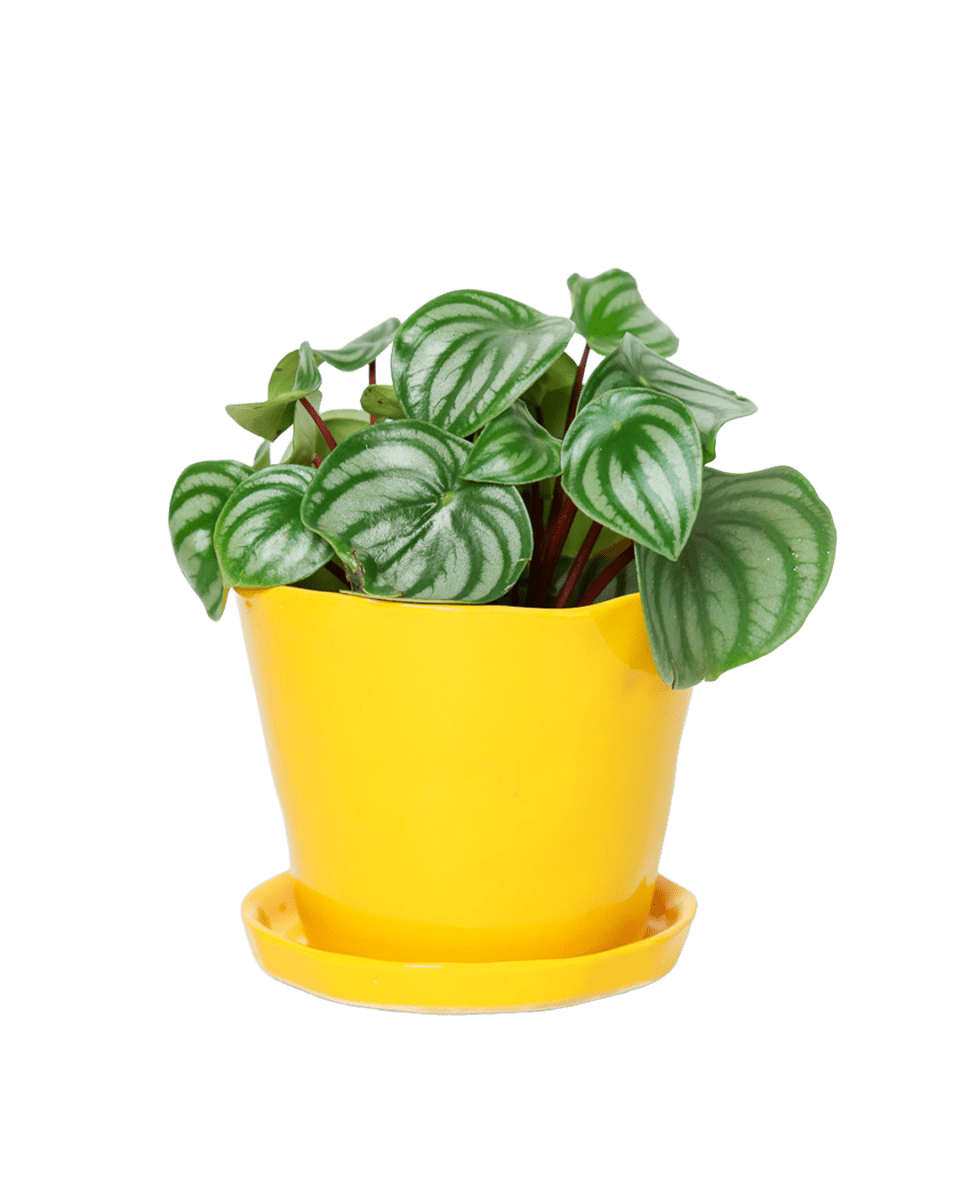 Tika Ceramic Pot & Saucer Set With Drainage - Chive US Wholesale