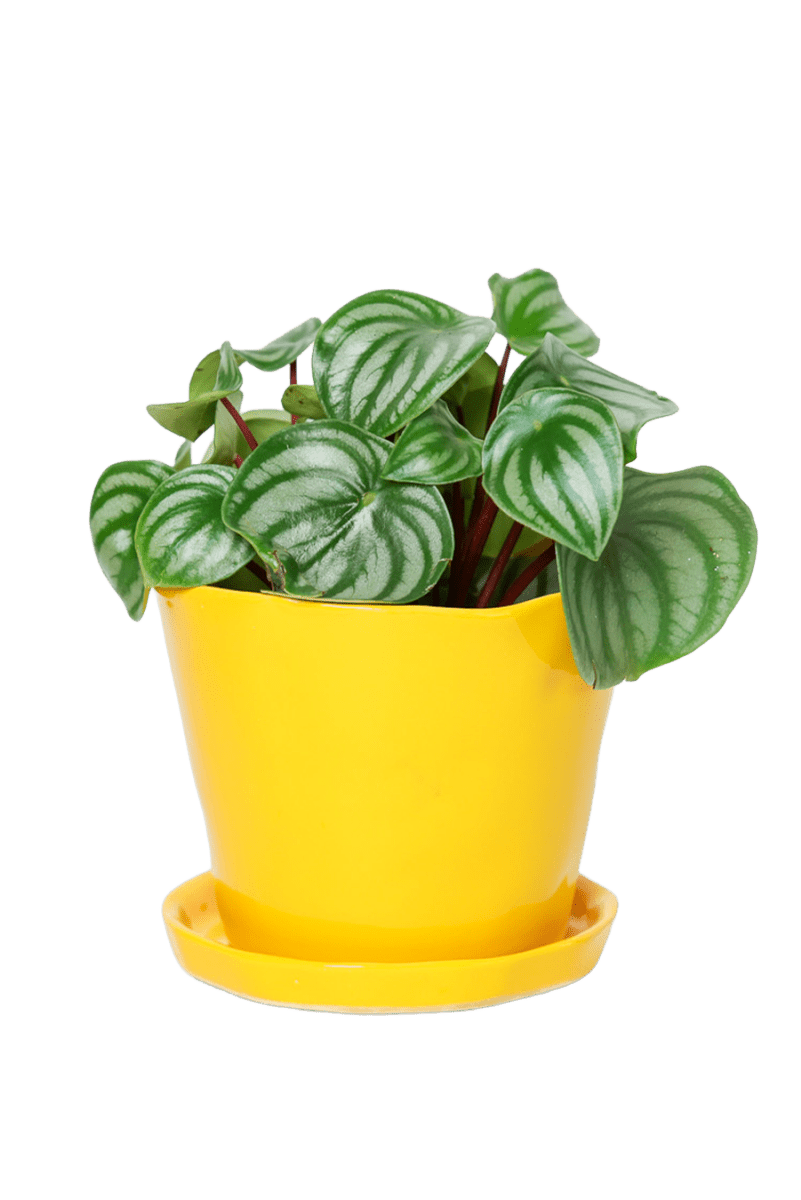 Tika Ceramic Pot & Saucer Set With Drainage - Chive US Wholesale