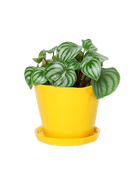 Tika Ceramic Pot & Saucer Set With Drainage - Chive US Wholesale