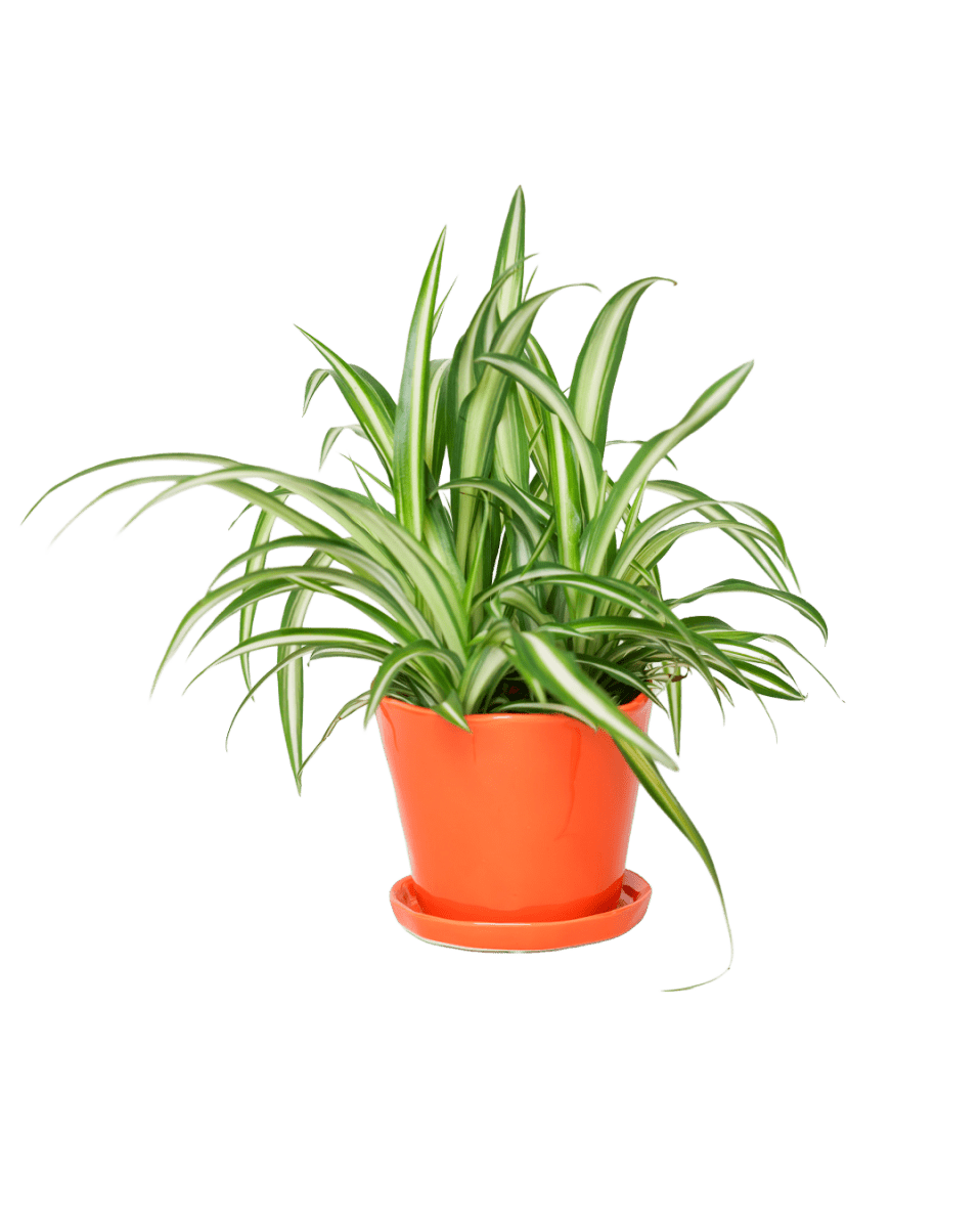 Tika Ceramic Pot & Saucer Set With Drainage - Chive US Wholesale