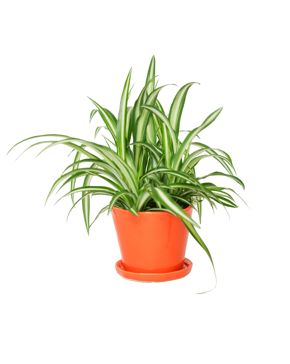 Tika Ceramic Pot & Saucer Set With Drainage - Chive US Wholesale