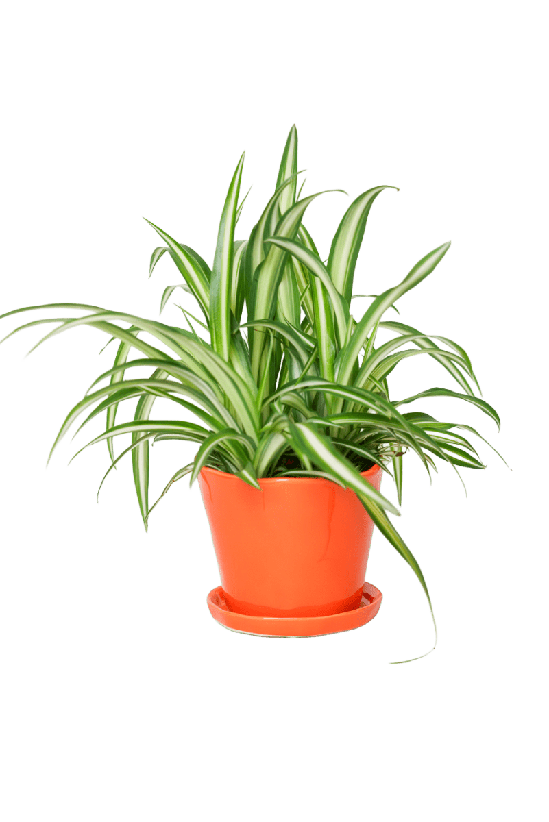 Tika Ceramic Pot & Saucer Set With Drainage - Chive US Wholesale