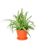 Tika Ceramic Pot & Saucer Set With Drainage - Chive US Wholesale