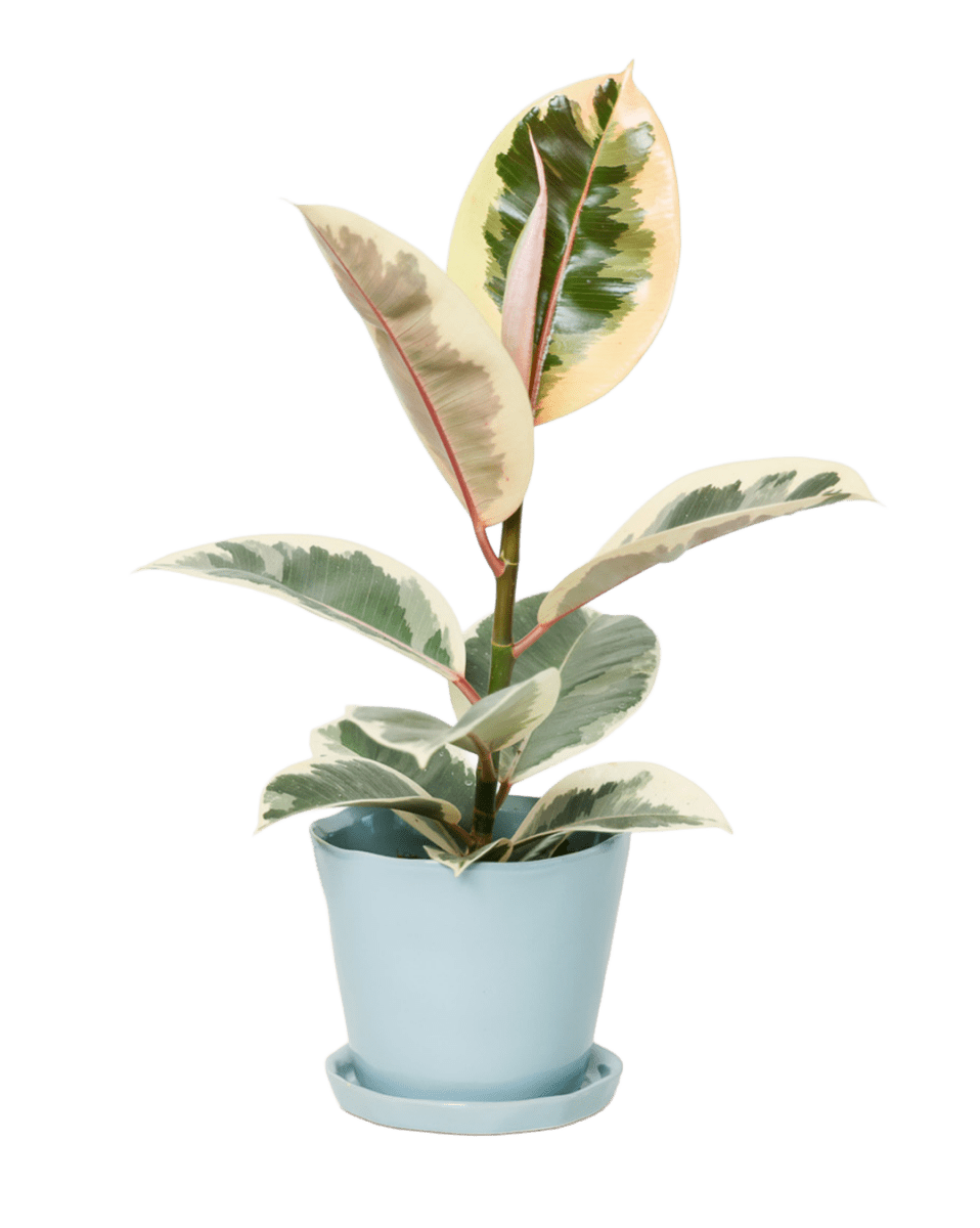 Tika Ceramic Pot & Saucer Set With Drainage - Chive US Wholesale