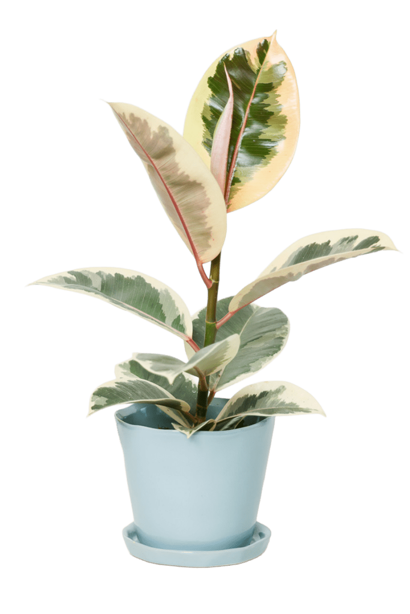 Tika Ceramic Pot & Saucer Set With Drainage - Chive US Wholesale