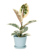 Tika Ceramic Pot & Saucer Set With Drainage - Chive US Wholesale