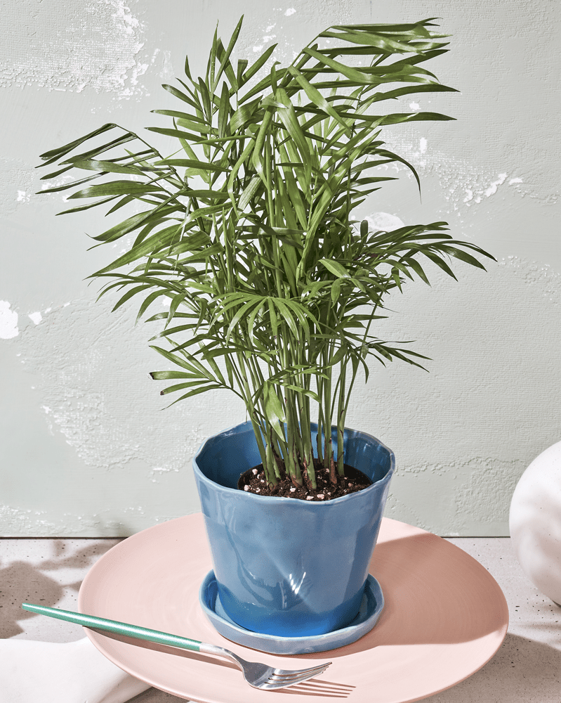 Tika Ceramic Pot & Saucer Set With Drainage - Chive US Wholesale