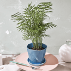 Tika Ceramic Pot & Saucer Set With Drainage - Chive US Wholesale