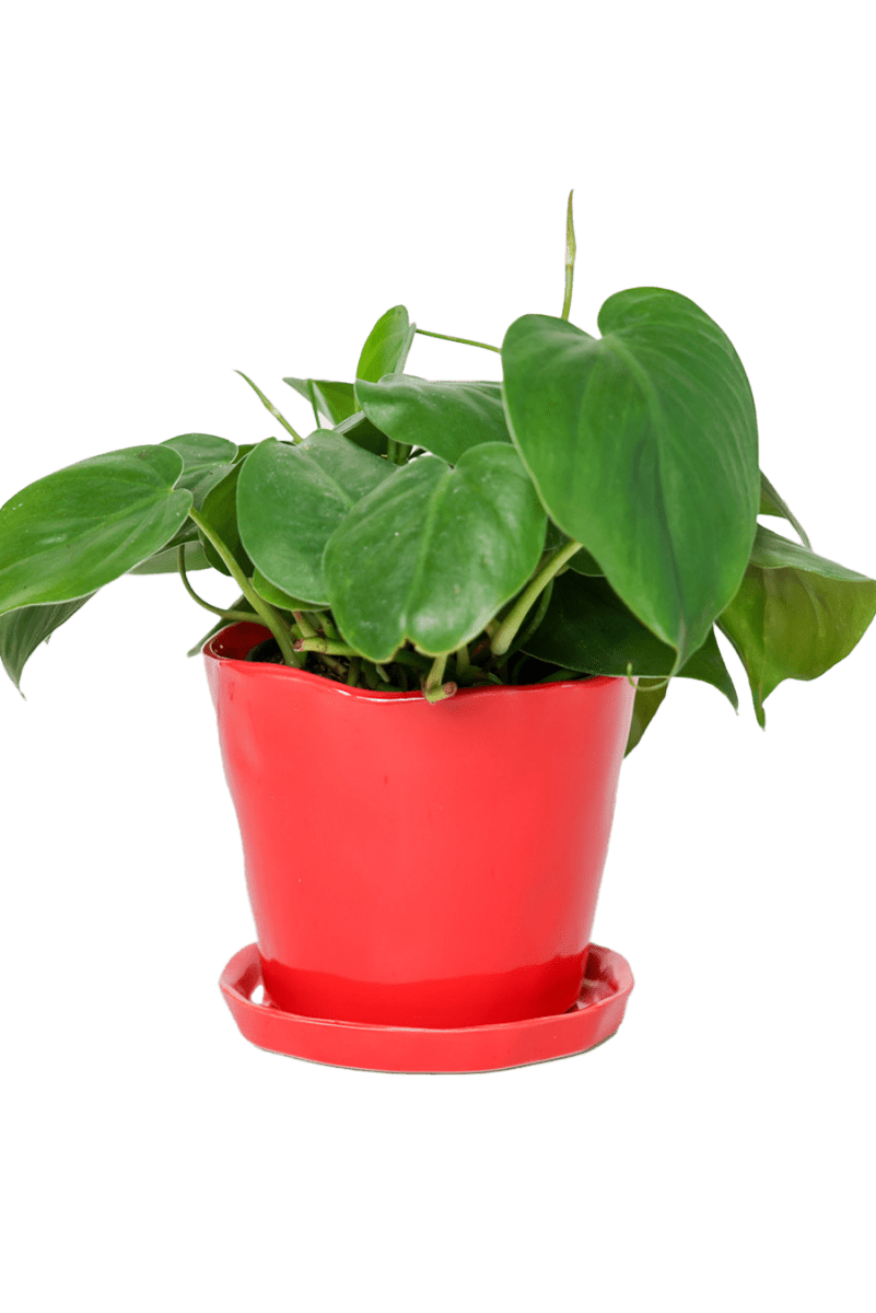 Tika Ceramic Pot & Saucer Set With Drainage - Chive US Wholesale