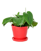 Tika Ceramic Pot & Saucer Set With Drainage - Chive US Wholesale