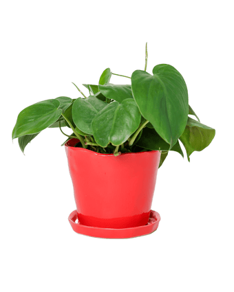 Tika Ceramic Pot & Saucer Set With Drainage - Chive US Wholesale