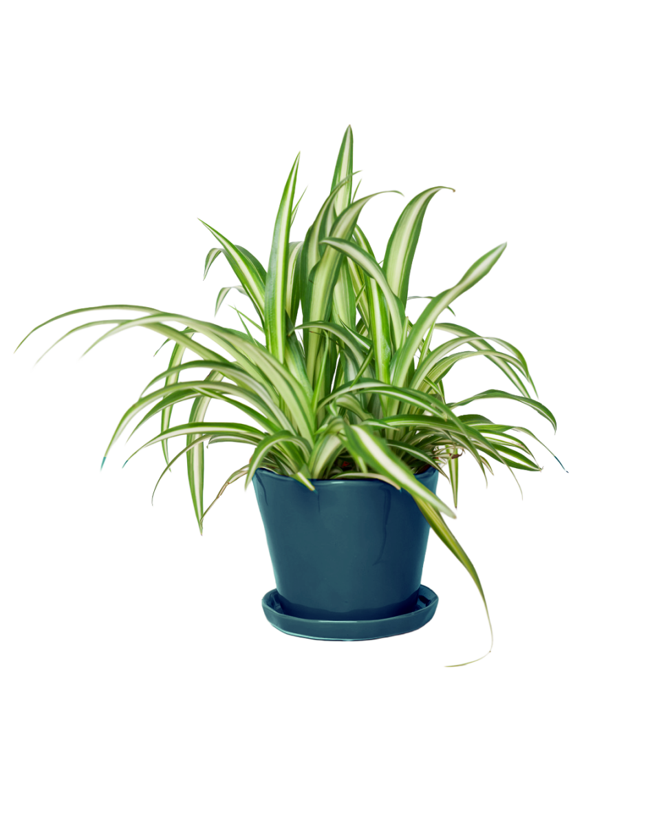 Tika Pot & Saucer | 5 inch - Chive US Wholesale