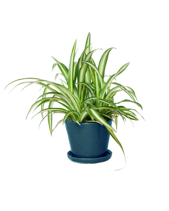 Tika Pot & Saucer | 5 inch - Chive US Wholesale