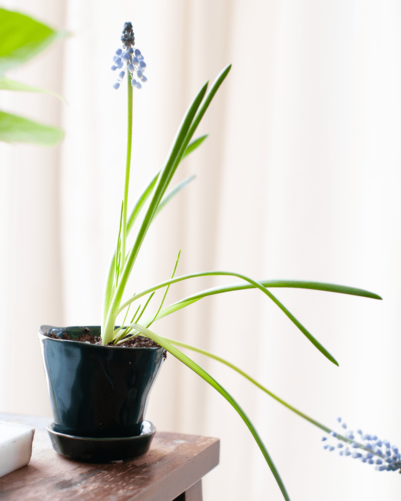 Tika Ceramic Pot & Saucer Set With Drainage - Chive US Wholesale