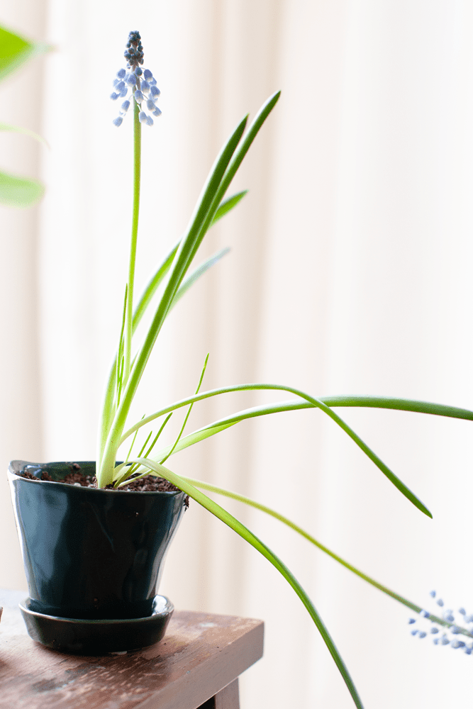 Tika Ceramic Pot & Saucer Set With Drainage - Chive US Wholesale