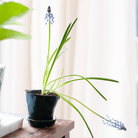 Tika Ceramic Pot & Saucer Set With Drainage - Chive US Wholesale