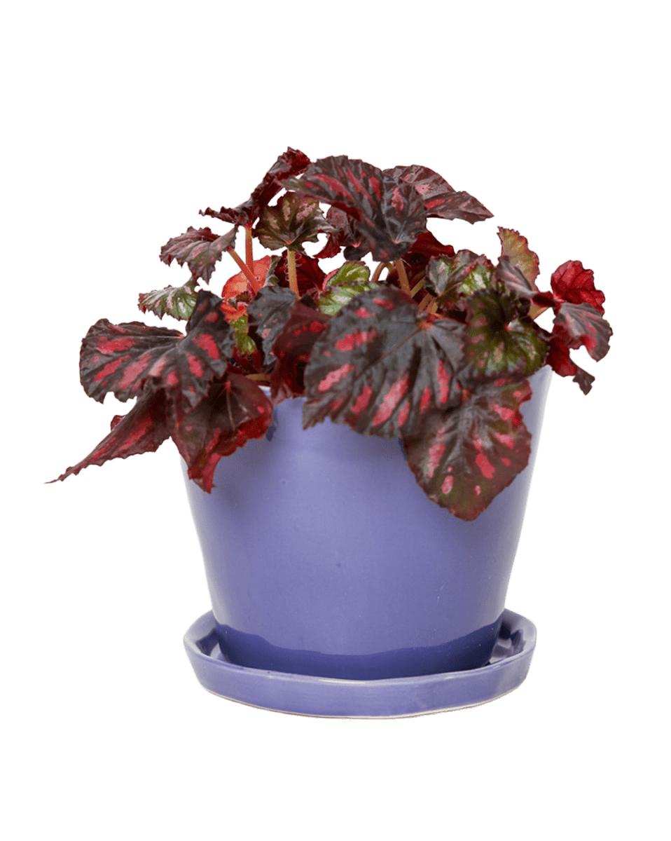 Tika Ceramic Pot & Saucer Set With Drainage - Chive US Wholesale