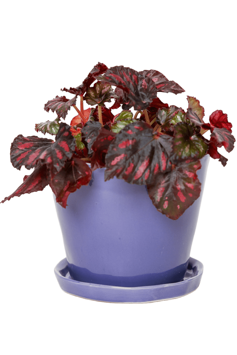 Tika Ceramic Pot & Saucer Set With Drainage - Chive US Wholesale