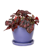 Tika Ceramic Pot & Saucer Set With Drainage - Chive US Wholesale