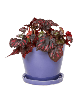 Tika Ceramic Pot & Saucer Set With Drainage - Chive US Wholesale