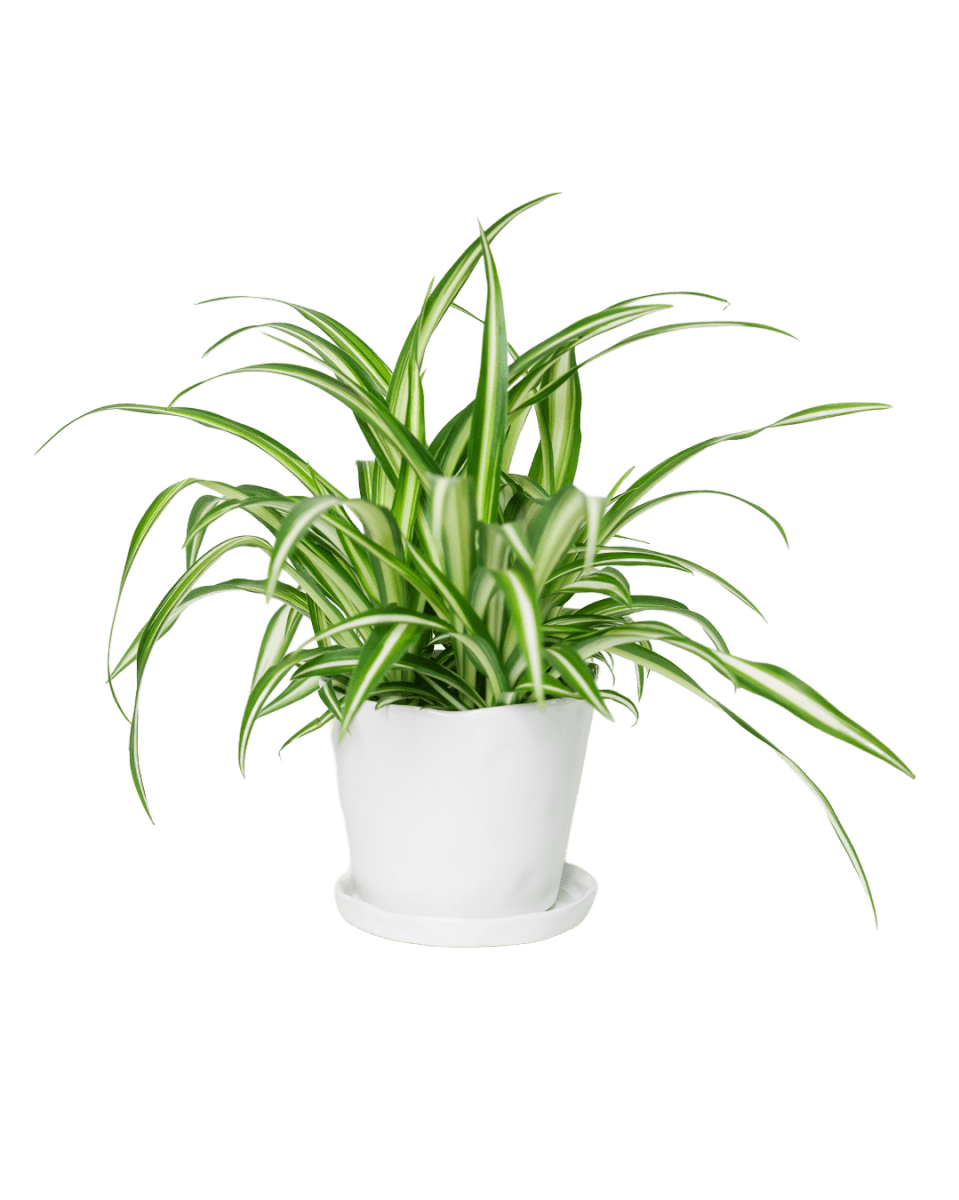 Tika Ceramic Pot & Saucer Set With Drainage - Chive US Wholesale