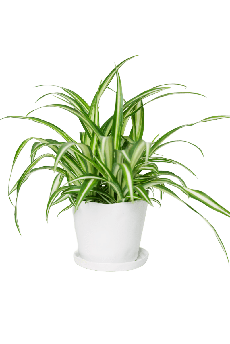 Tika Ceramic Pot & Saucer Set With Drainage - Chive US Wholesale