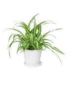 Tika Ceramic Pot & Saucer Set With Drainage - Chive US Wholesale