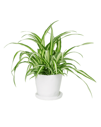 Tika Ceramic Pot & Saucer Set With Drainage - Chive US Wholesale