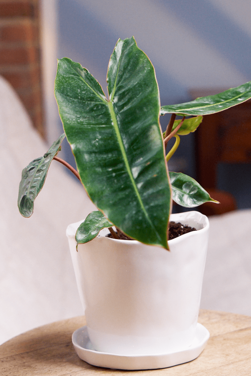 Tika Ceramic Pot & Saucer Set With Drainage - Chive US Wholesale