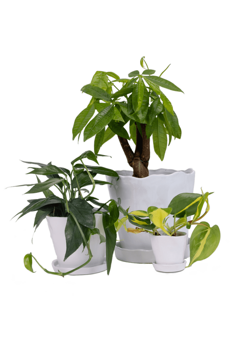 Tika Ceramic Pot & Saucer Set With Drainage - Chive US Wholesale