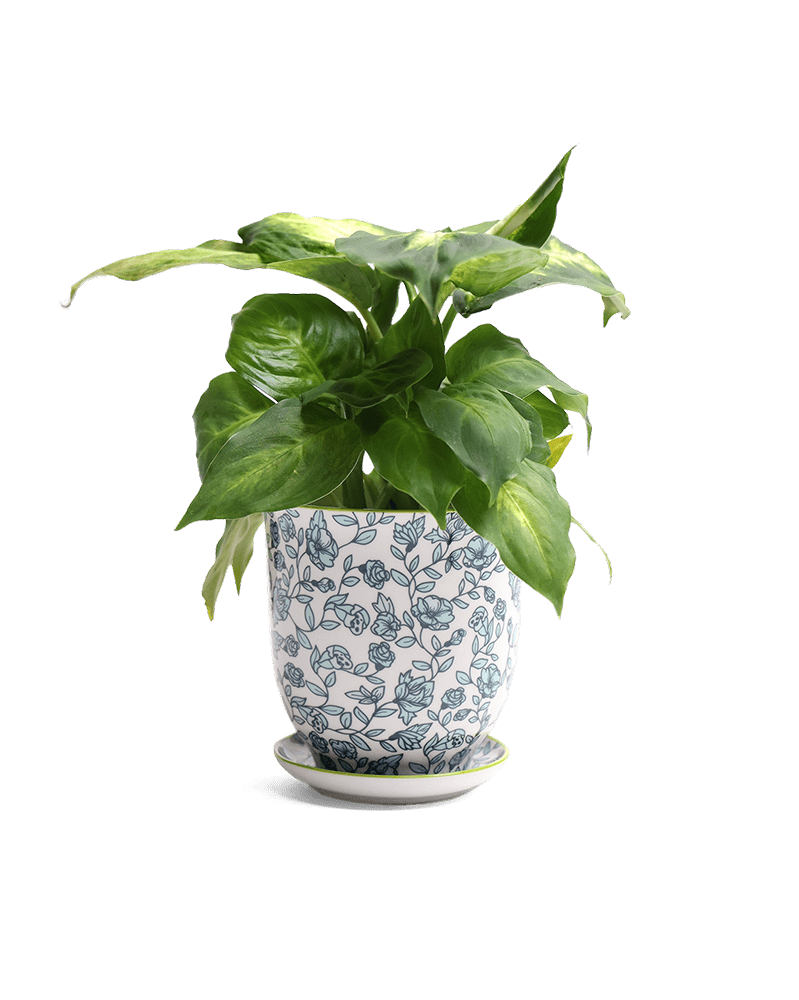 Liberte Porcelain Pot And Saucer Set With Drainage - Chive US Wholesale