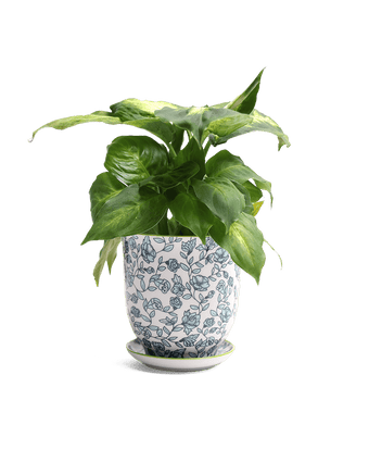 Liberte Porcelain Pot And Saucer Set With Drainage - Chive US Wholesale