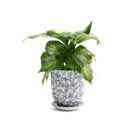 Liberte Porcelain Pot And Saucer Set With Drainage - Chive US Wholesale