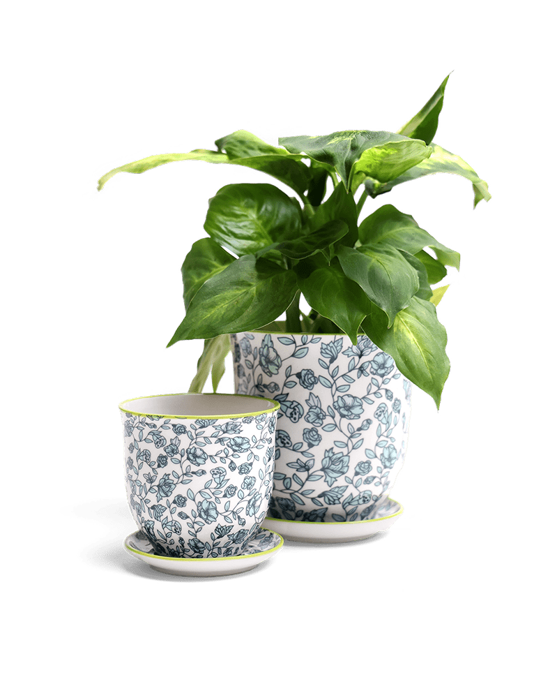 Liberte Porcelain Pot And Saucer Set With Drainage - Chive US Wholesale