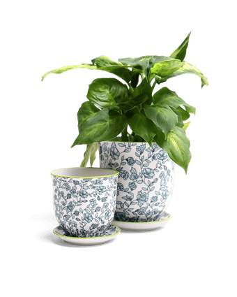 Liberte Porcelain Pot And Saucer Set With Drainage - Chive US Wholesale