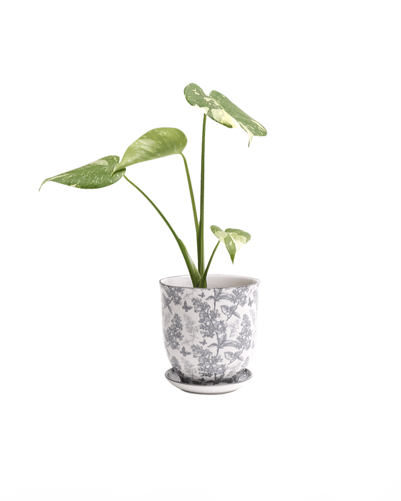 Liberte Porcelain Pot And Saucer Set With Drainage - Chive US Wholesale
