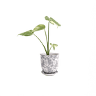 Liberte Porcelain Pot And Saucer Set With Drainage - Chive US Wholesale